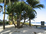 Naples Beach Hotel - Screw Pine on Beachfront